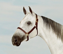 PALE MOON DASER