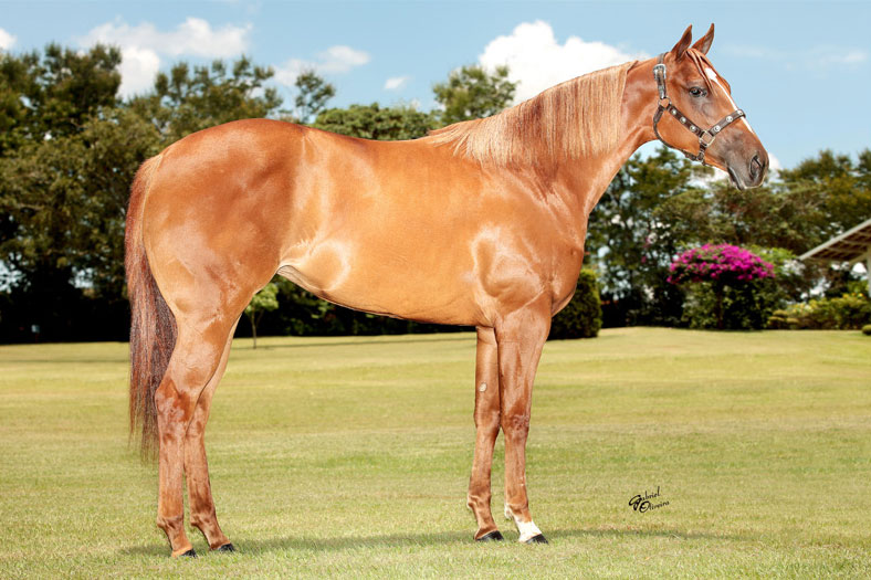 ROYAL APOLLO DASH