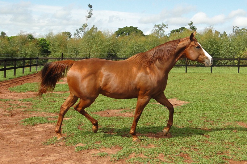 My Charday - Agrobelinatto - Avaré